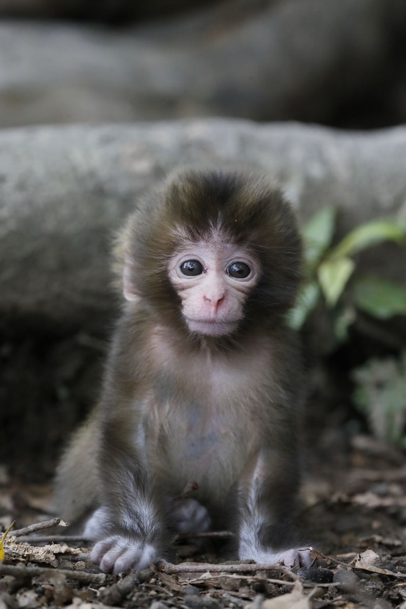 Cute | GANREF
