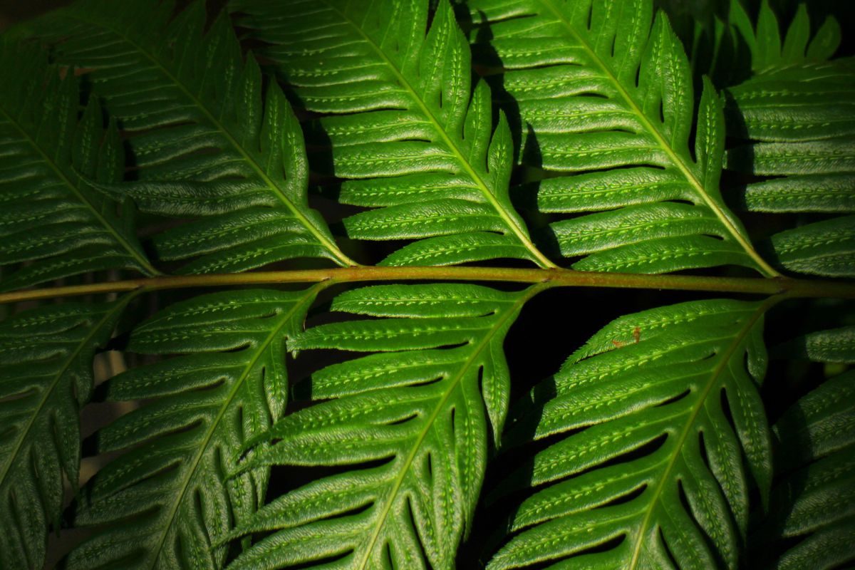 Leaf | GANREF