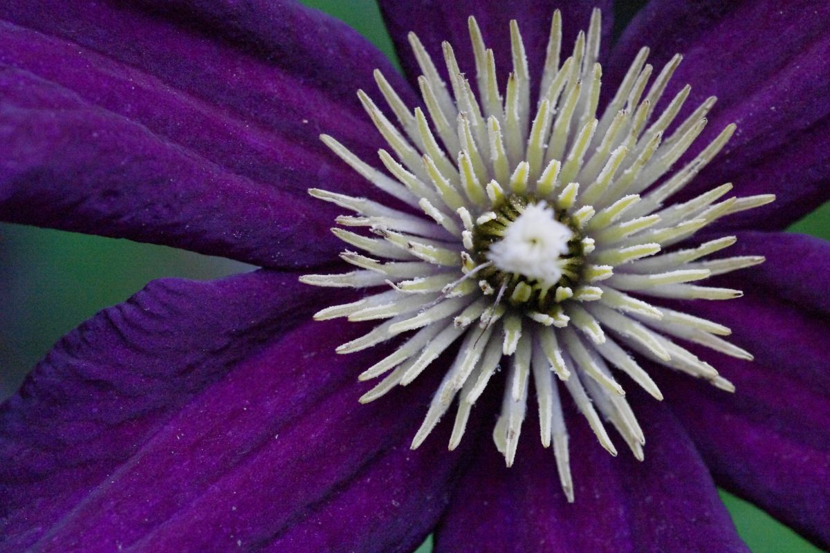 White in Purple | GANREF