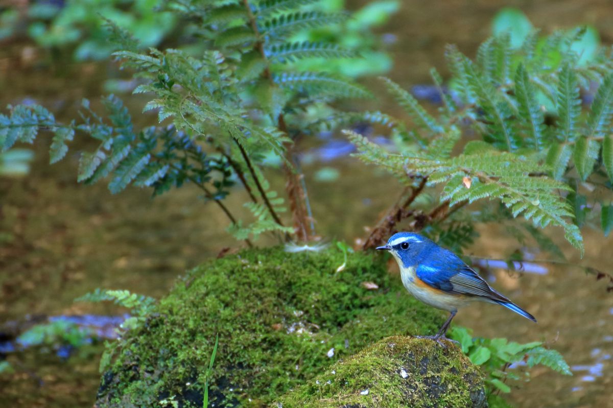 クッククックー 青い鳥～ | GANREF