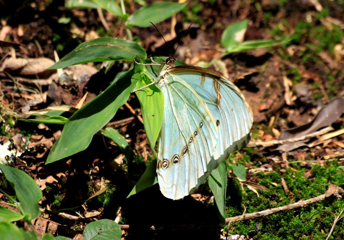 Forest Angel | GANREF