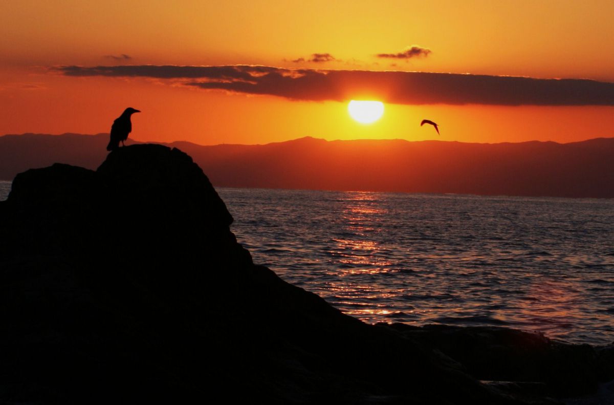 黒鳥作 夕暮れ 6934 烏の夕焼けにカモメが飛んだ | GANREF