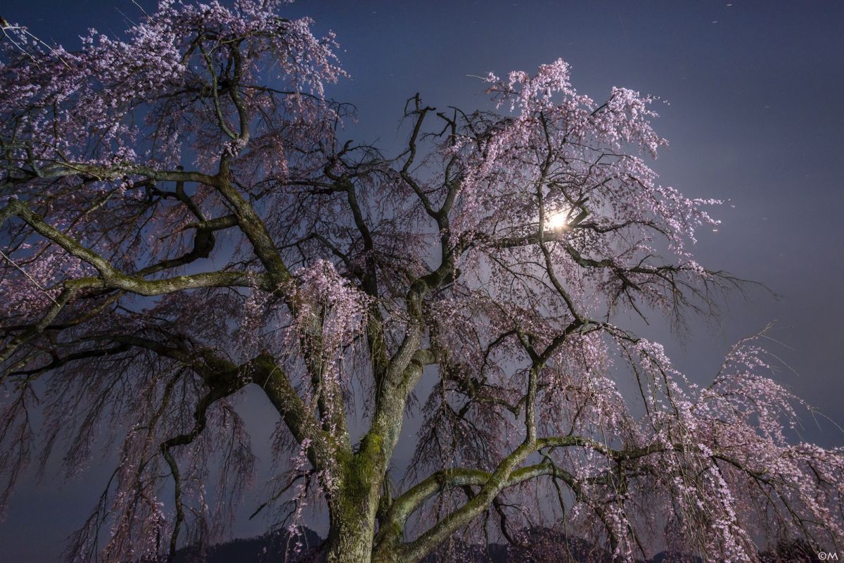 月夜桜 TOKIOの桜ソング＆22万球の夜桜イルミがお台場に春を届ける