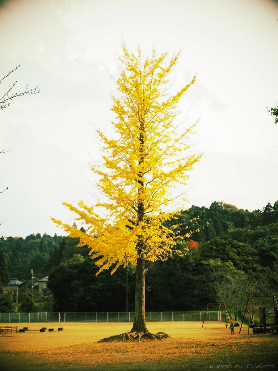 イチョウの木 | GANREF