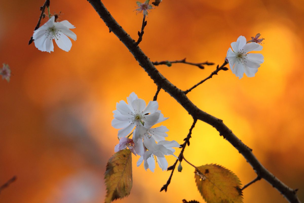 冬桜 | GANREF