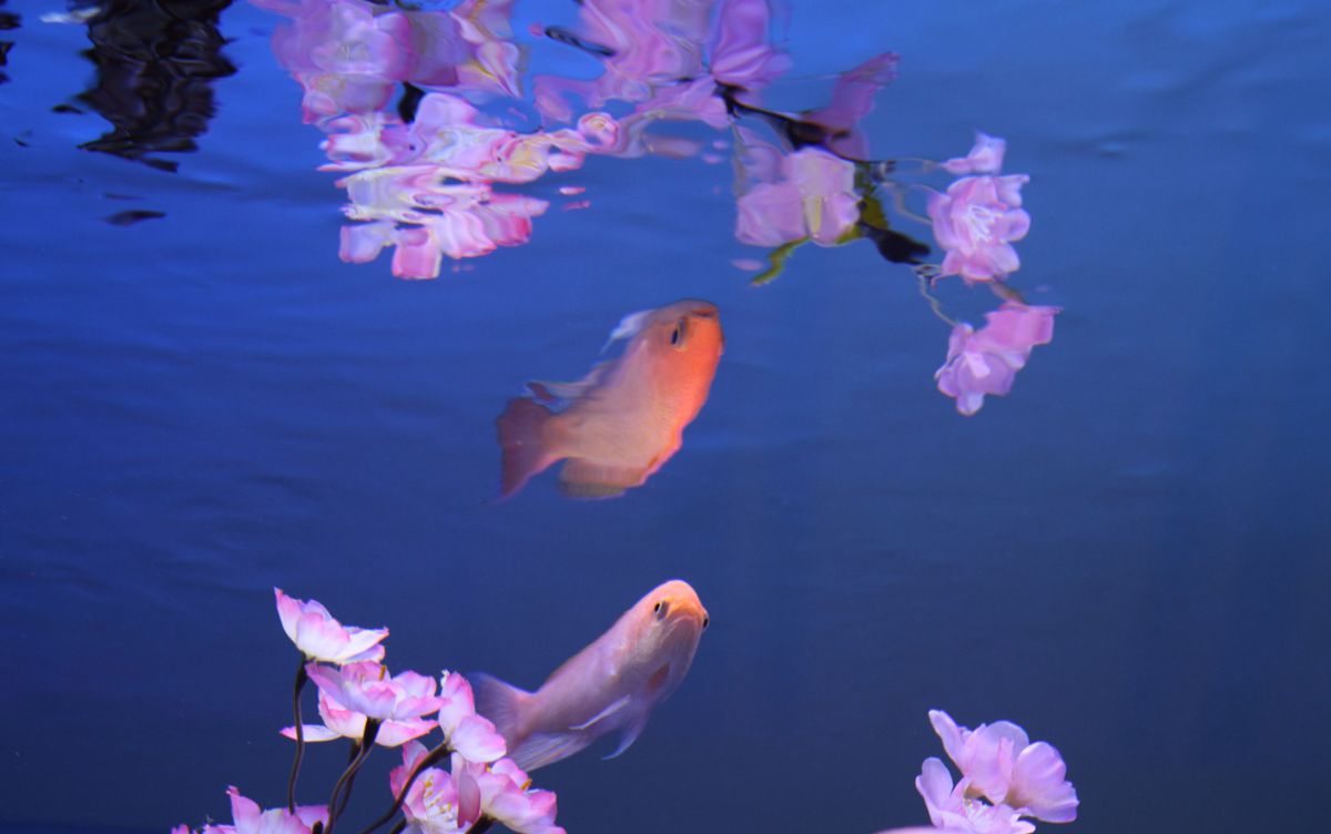 水中花 | GANREF