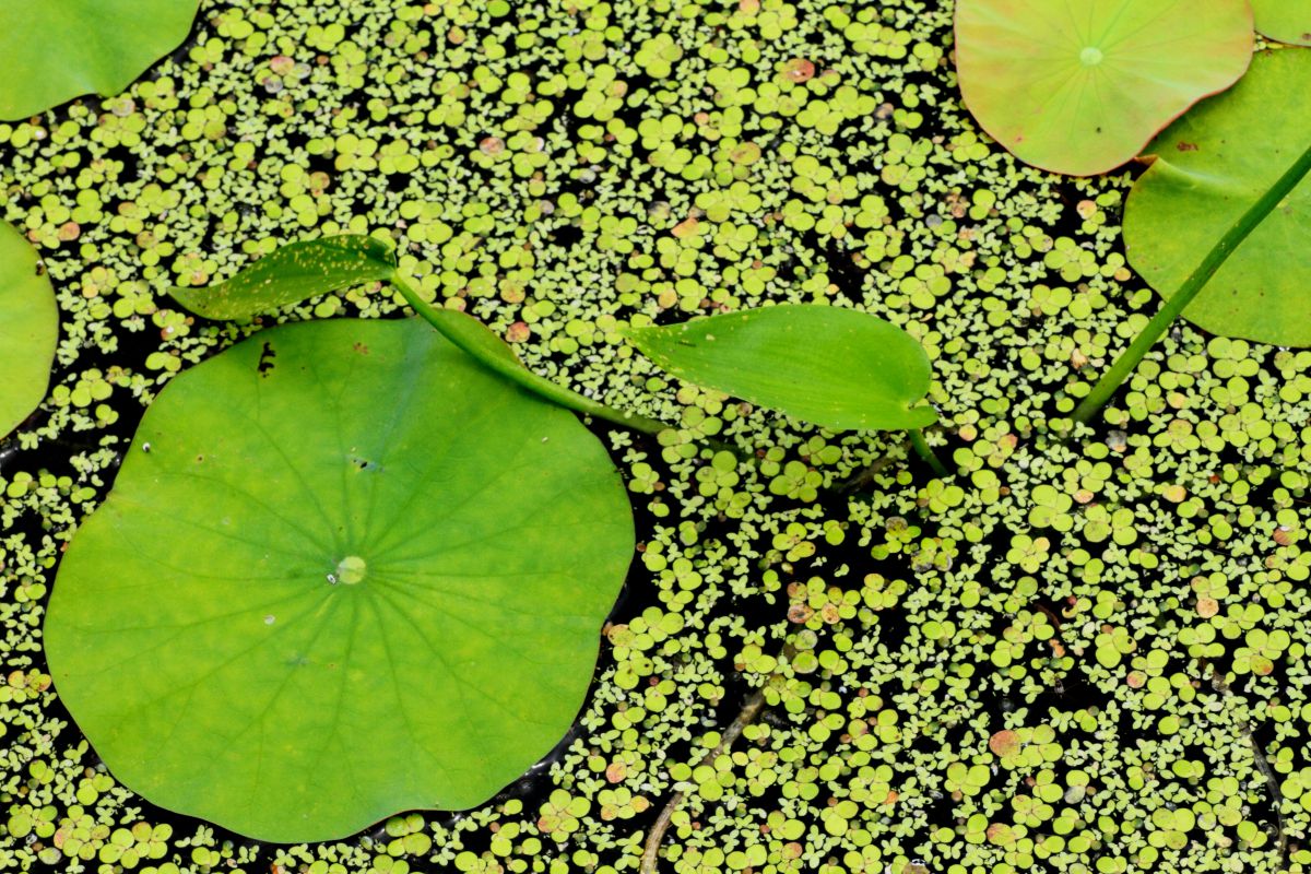 蓮の葉模様 | GANREF