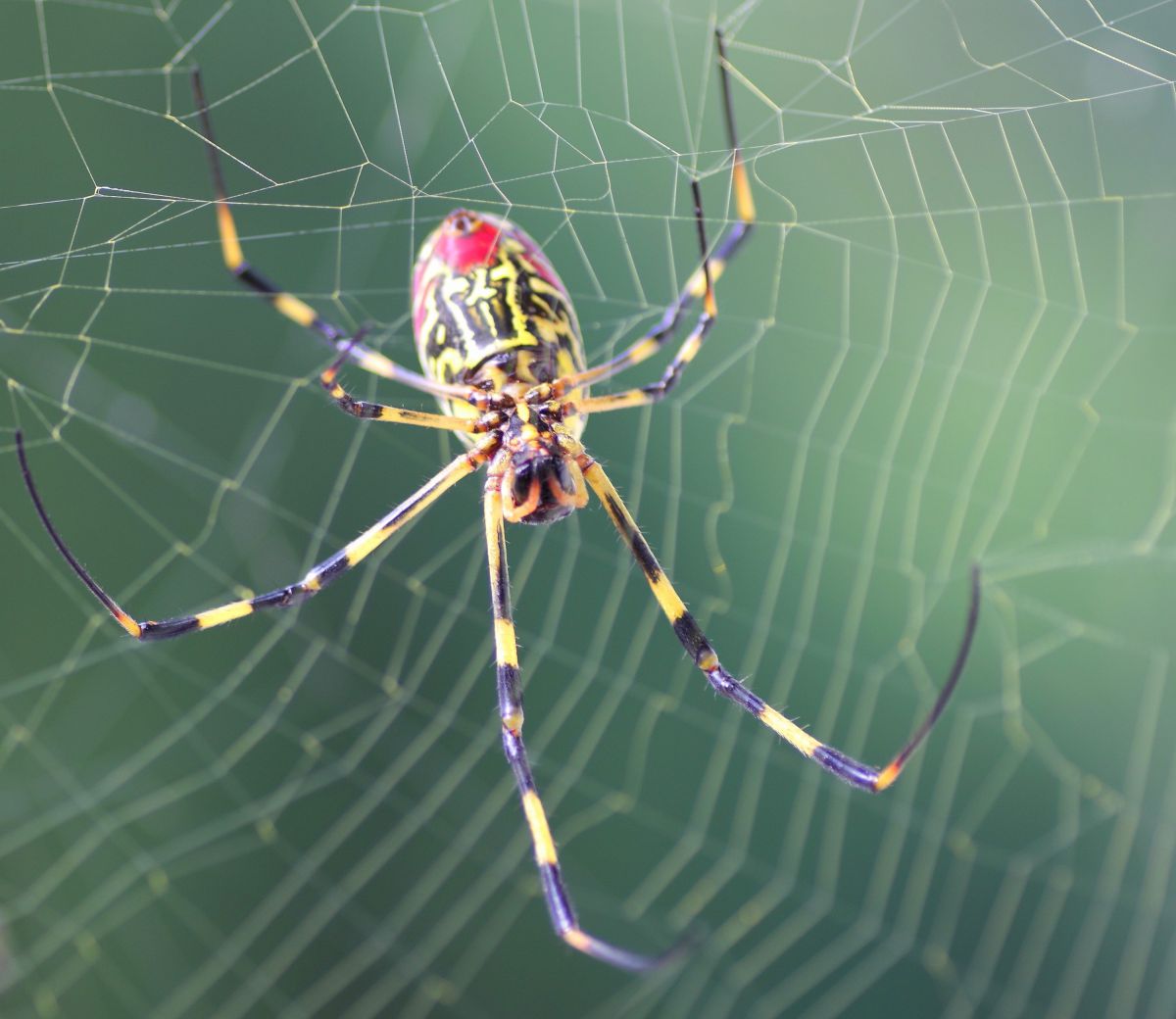 もくです、いやくもです。 | GANREF