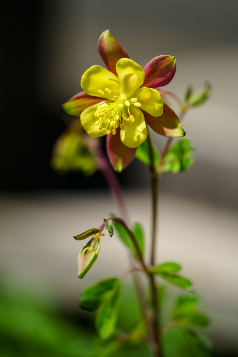 Yellow 2 | GANREF