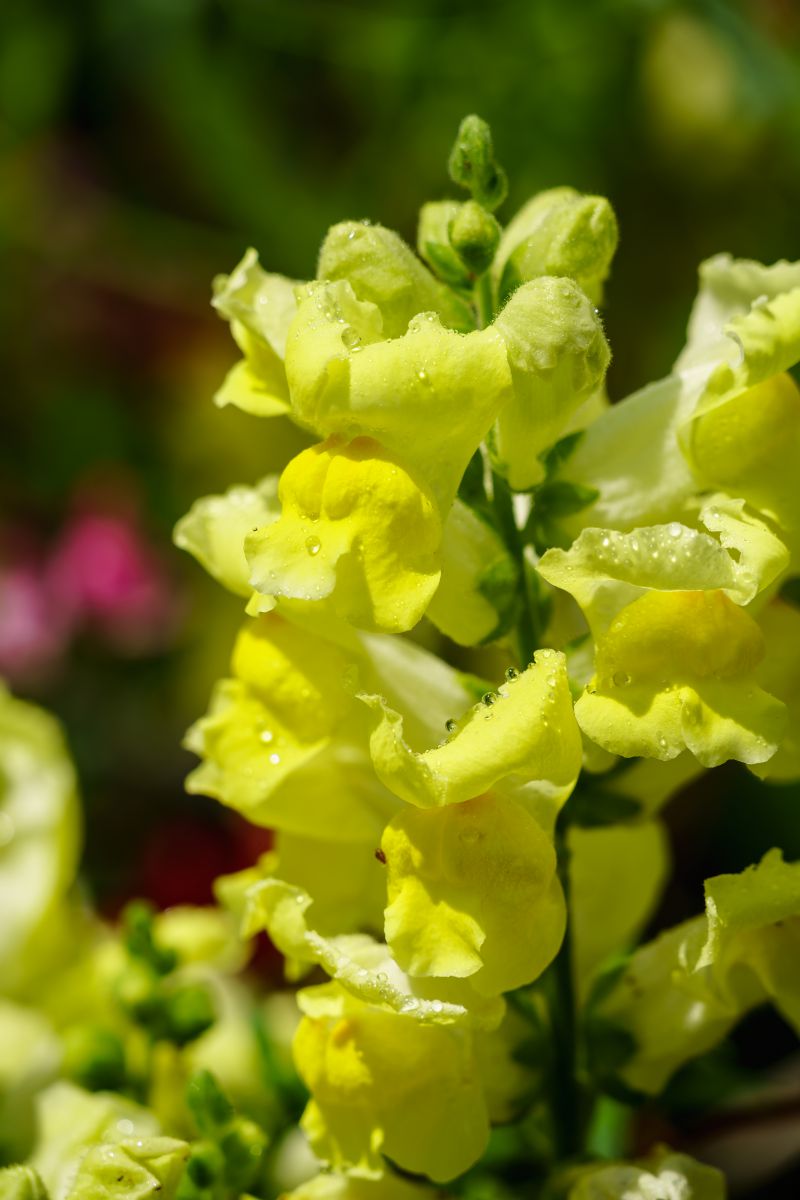Yellow 1 | GANREF