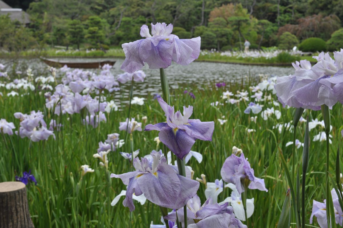 6月に咲く花 Ganref