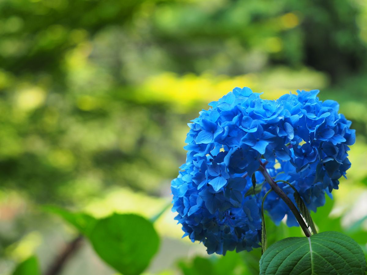 Blue in Green | GANREF