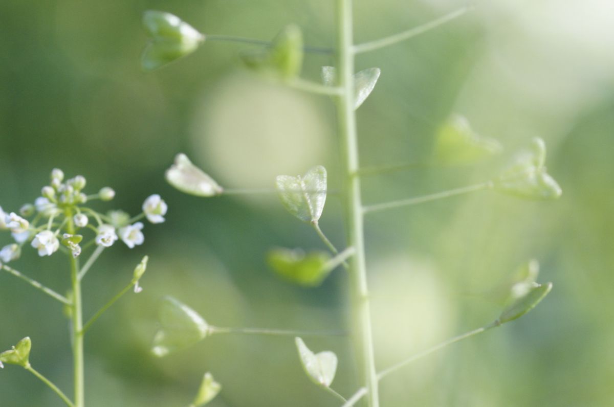 ぺんぺん草 ペンペン草 | GANREF