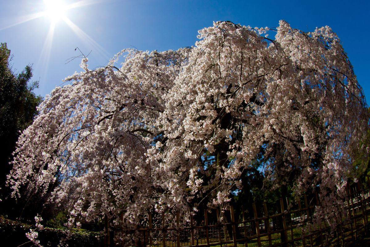おまとめ二点 大自然 風と桜