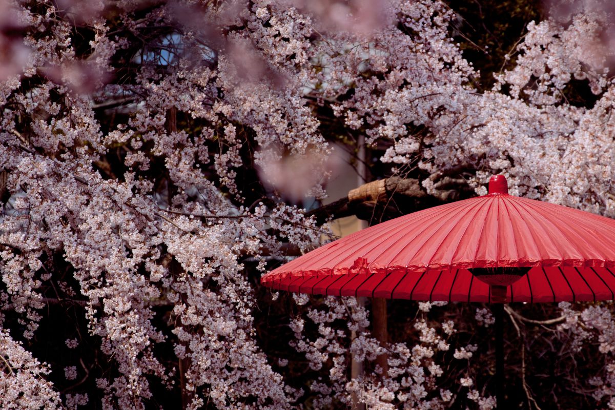 桜雨降る中で | GANREF