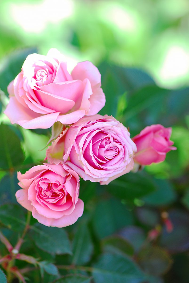 Pink Rose | GANREF