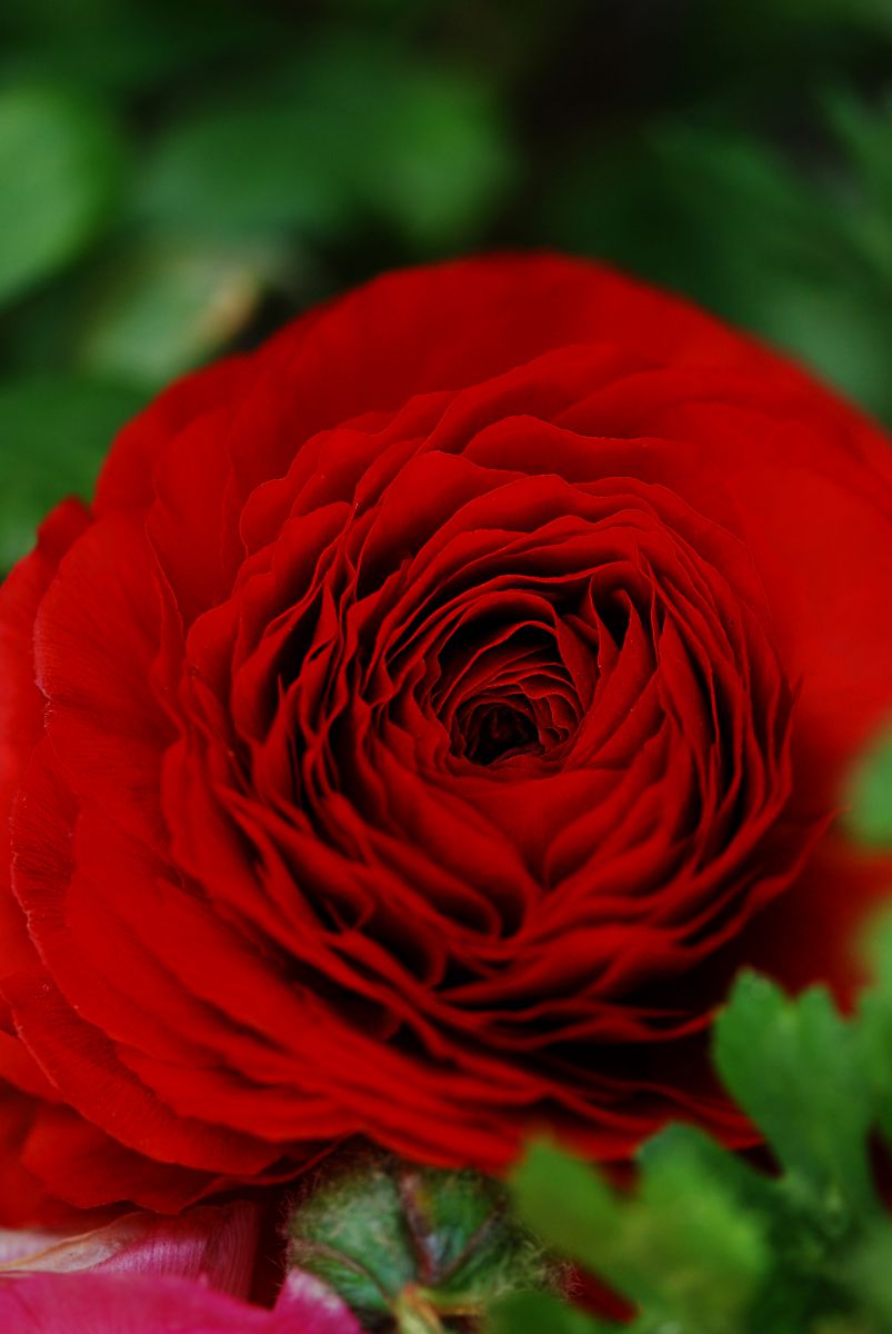Red | GANREF