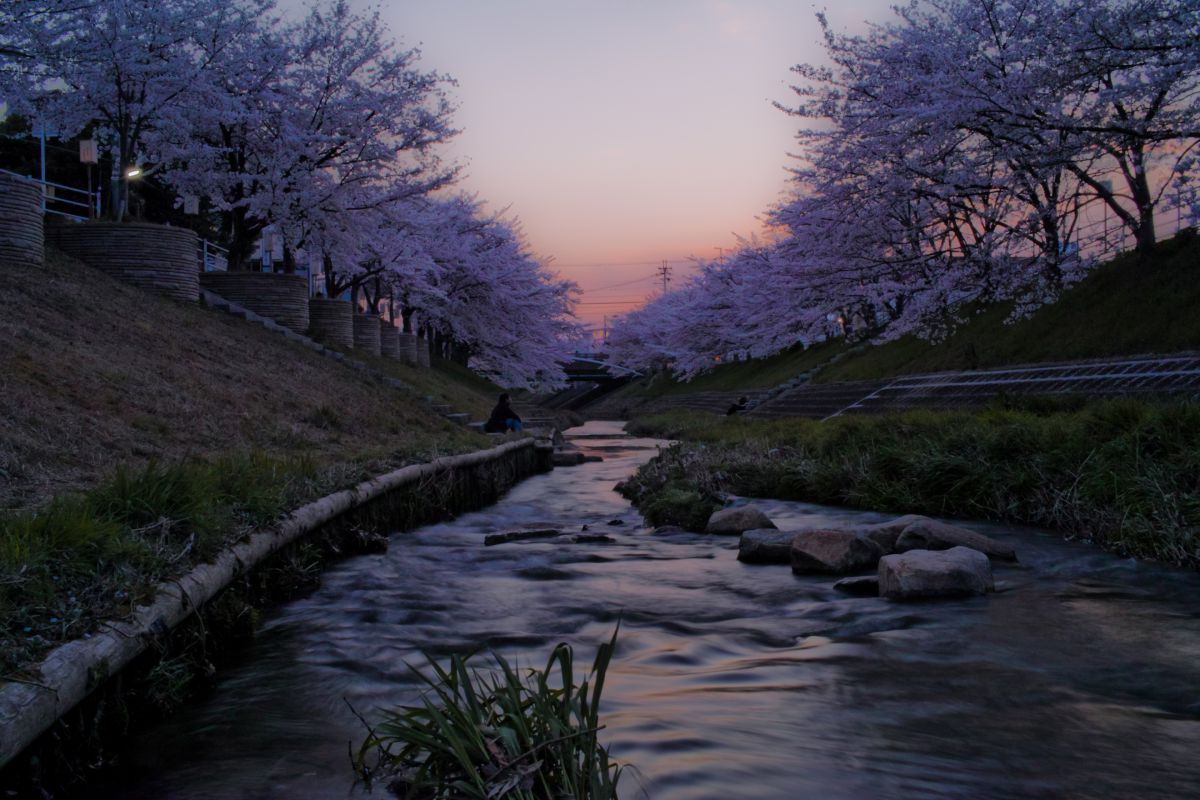 茜×桜 GANREF 茜×桜 GANREF