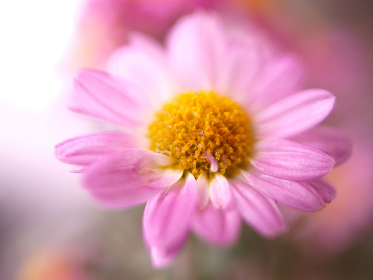 Pink | GANREF