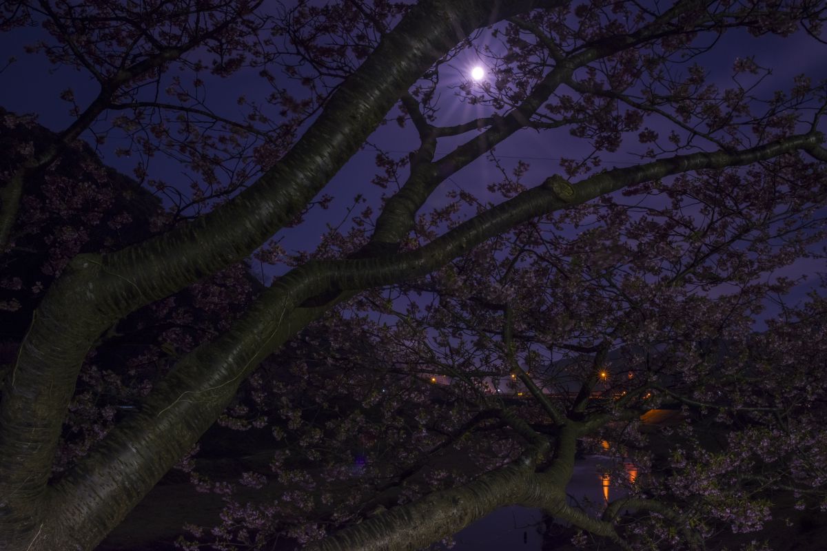 月夜桜 | GANREF