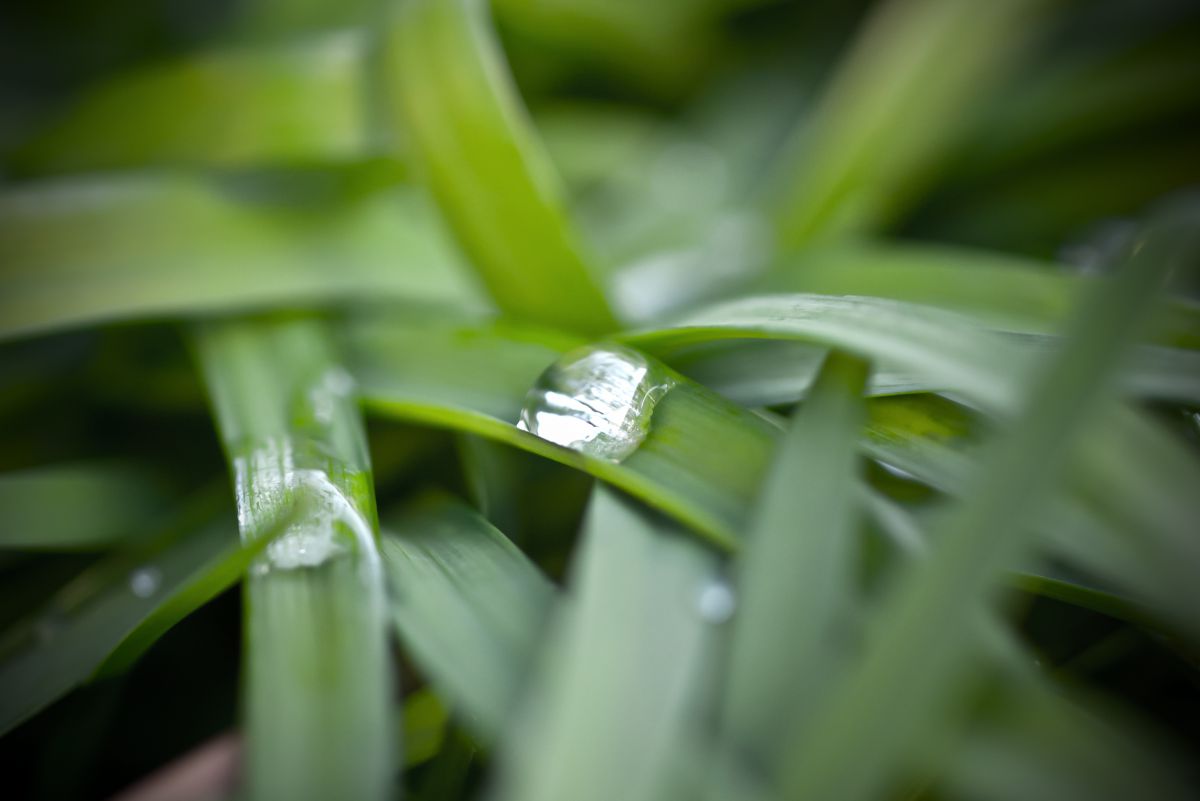 after the rain | GANREF