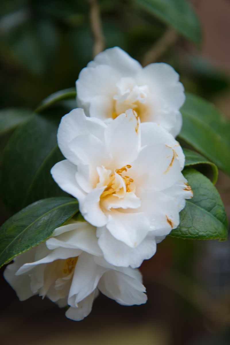 鳴滝白　椿 鳴滝白 椿 ナショナルコレクション