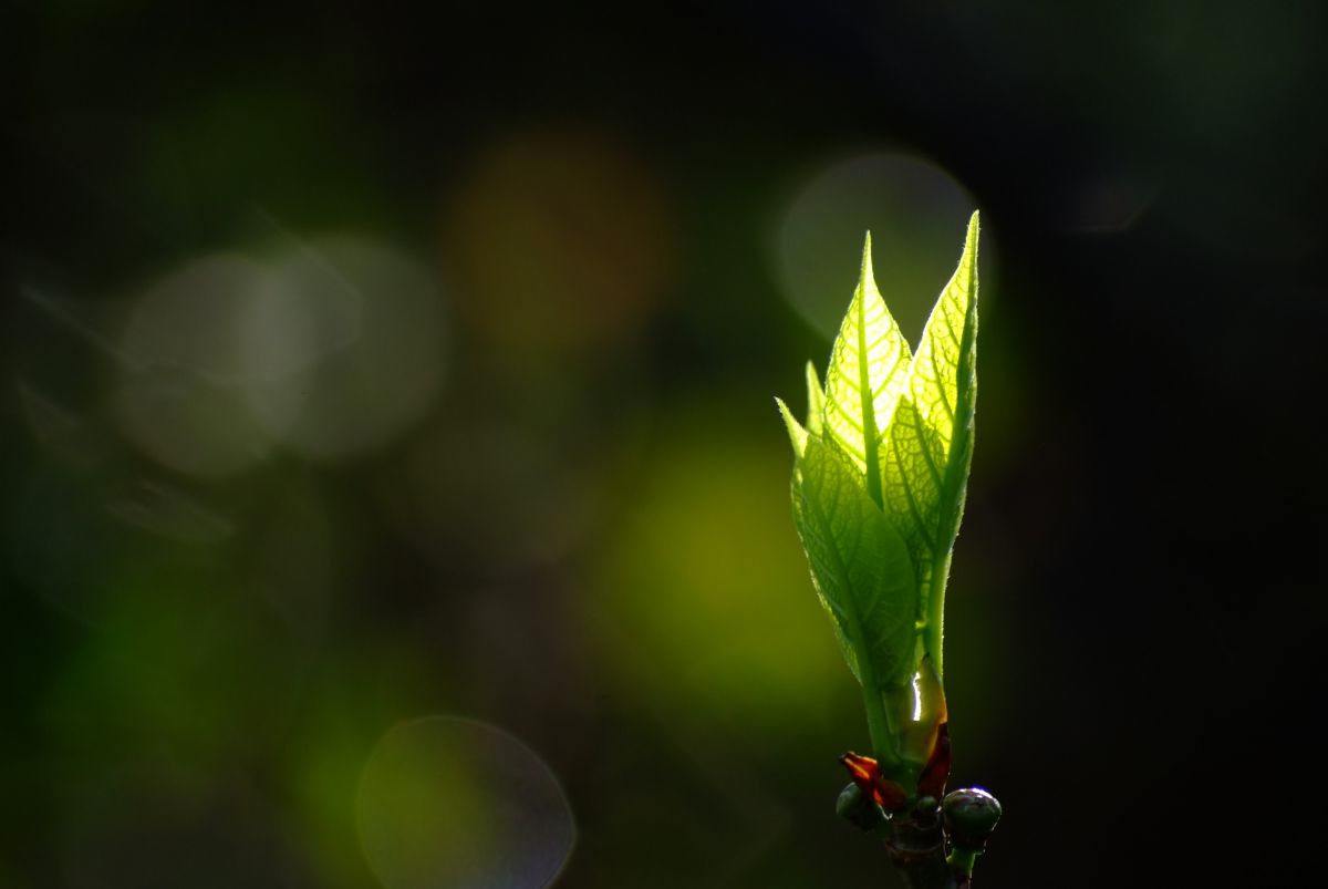 芽吹く。 | GANREF