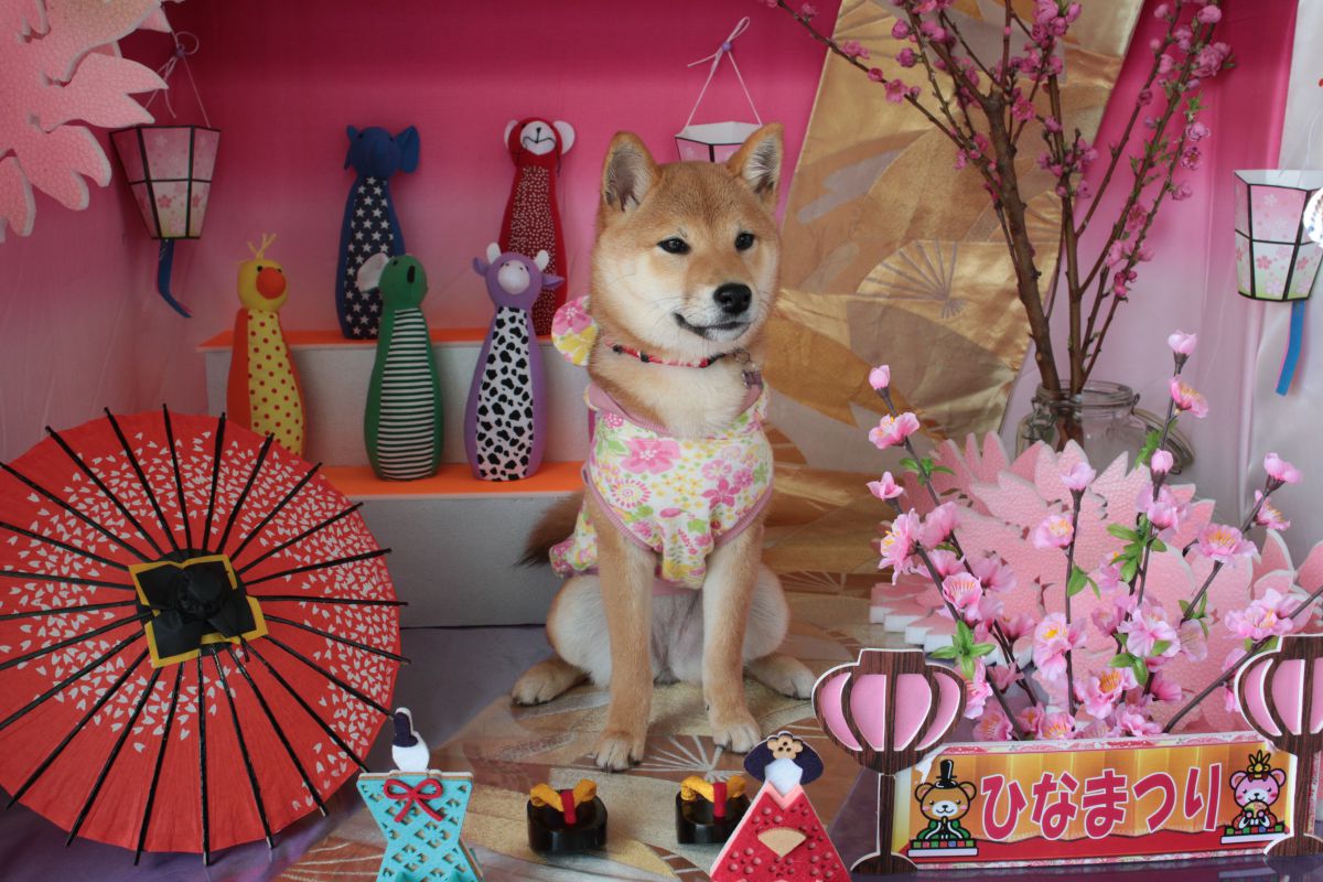 ドッグカフェの飾り ひな祭り Ganref
