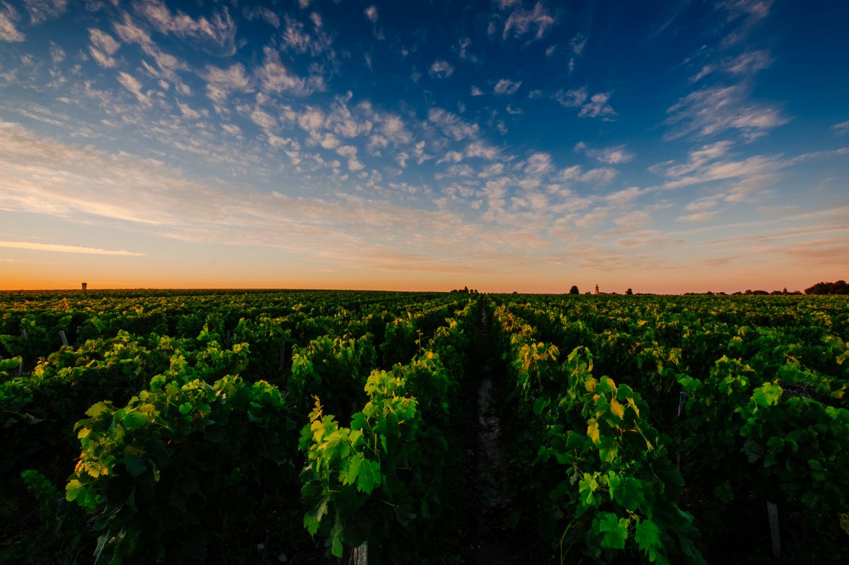 Grapefield Posts 360 Grapefield | GANREF