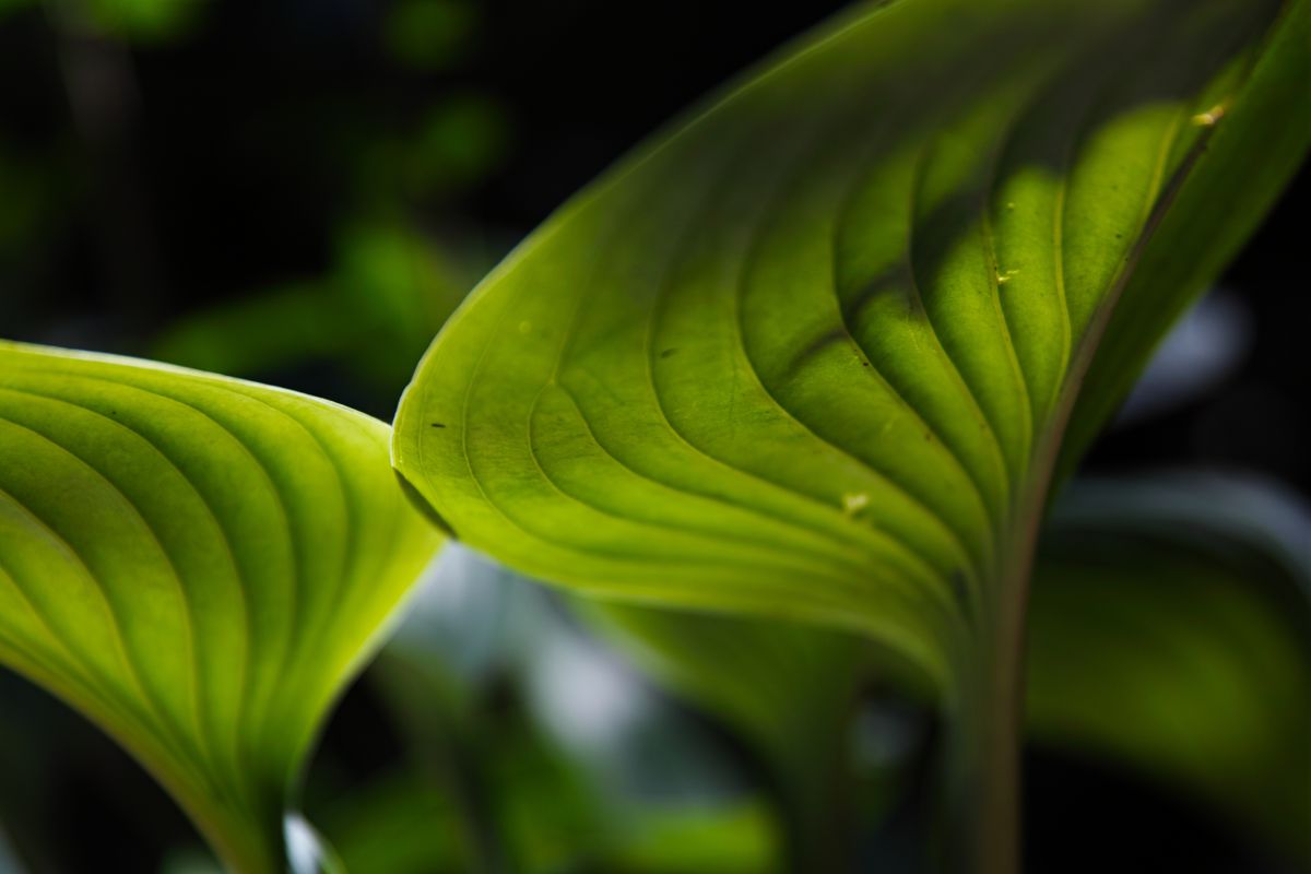 Under the green leaf | GANREF