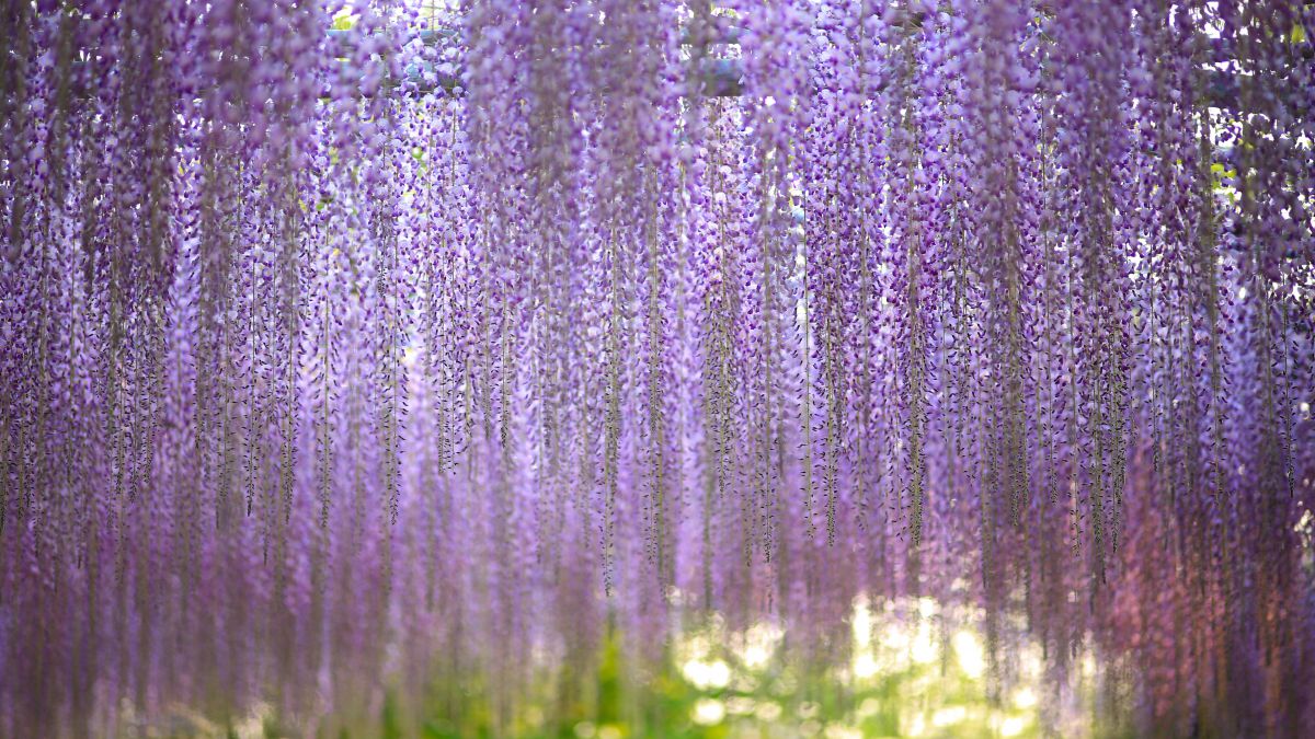 Purple Rain | GANREF