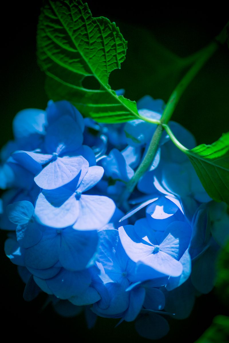 Blue & Green | GANREF