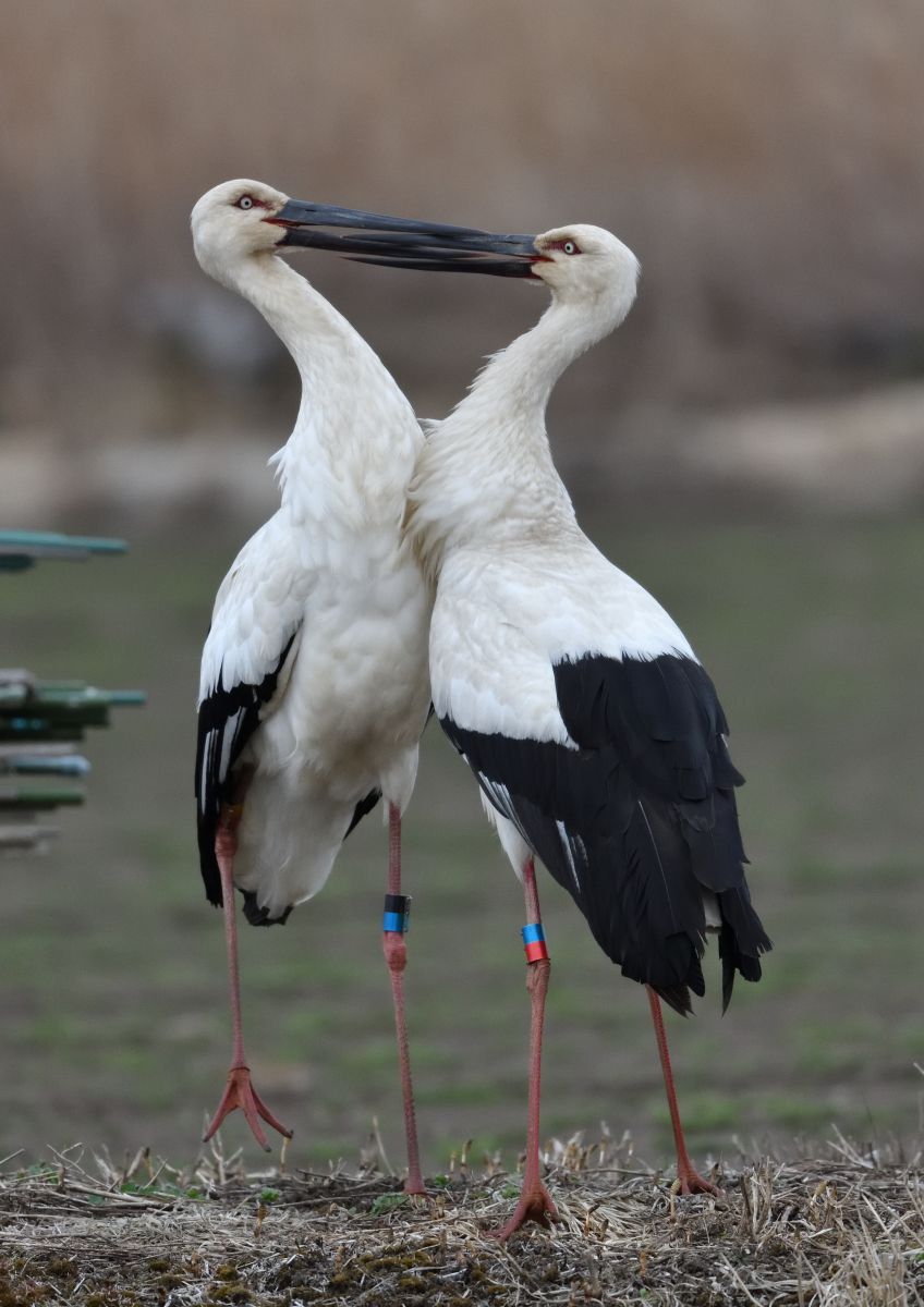 コウノトリ 先日の遊水地付近のコウノトリたち📷✨ こちらは、今年茨城県
