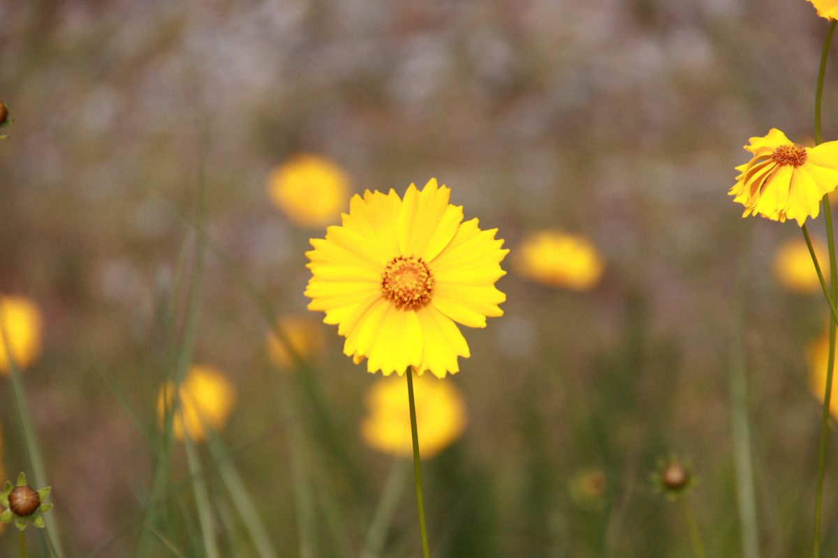 wild yellow | GANREF