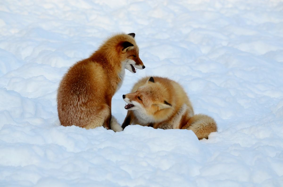 きたきつね親子 | GANREF
