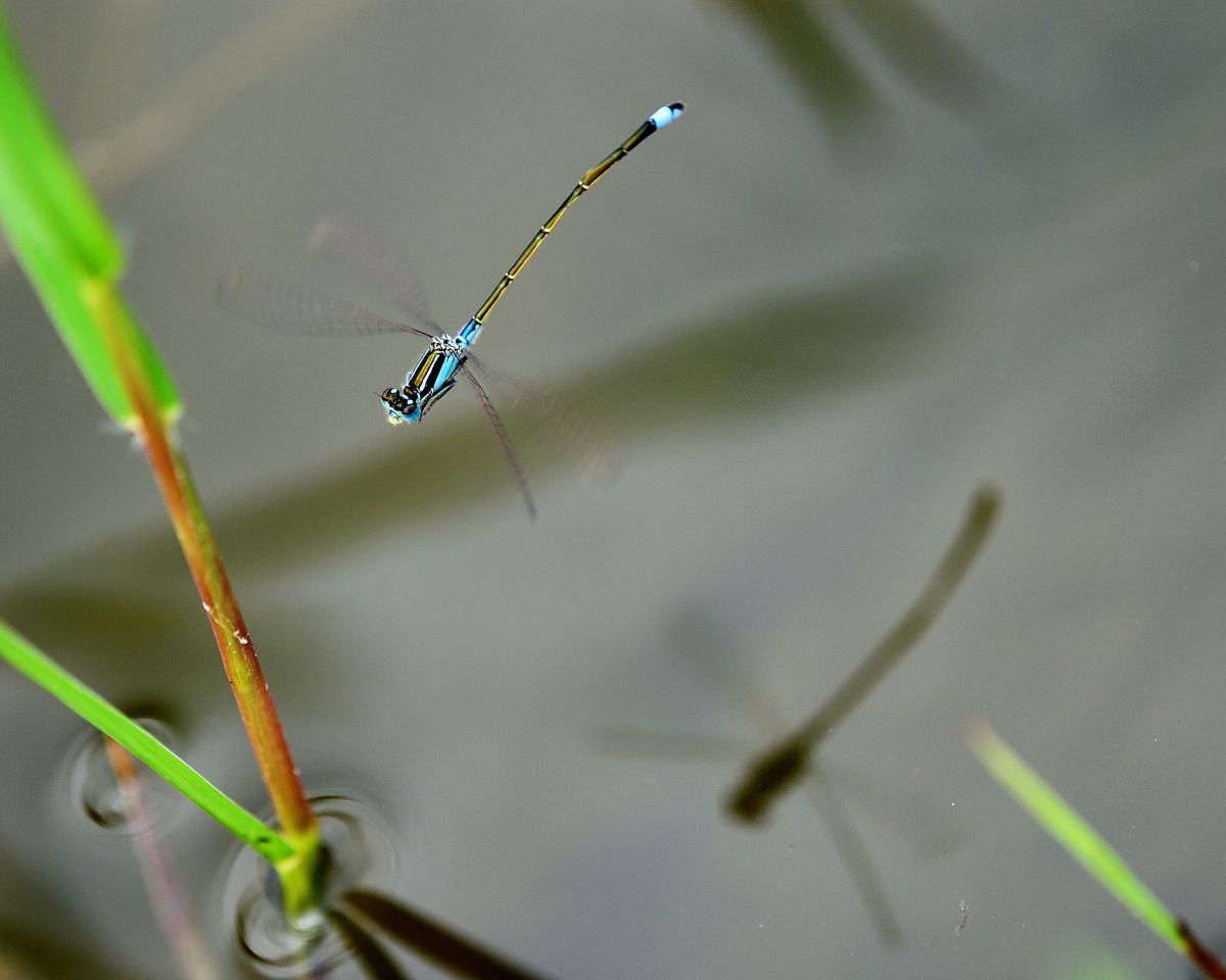 飛翔と影 | GANREF