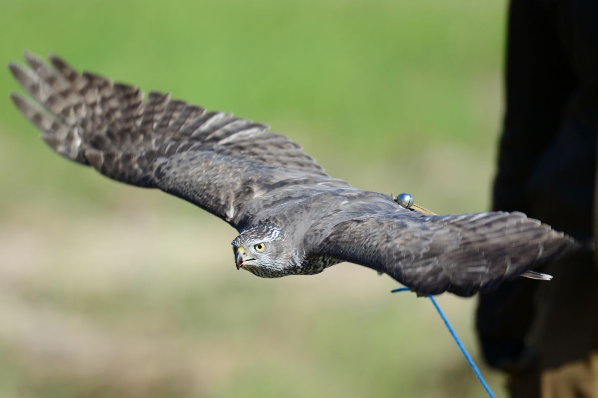 Silent Flight GANREF