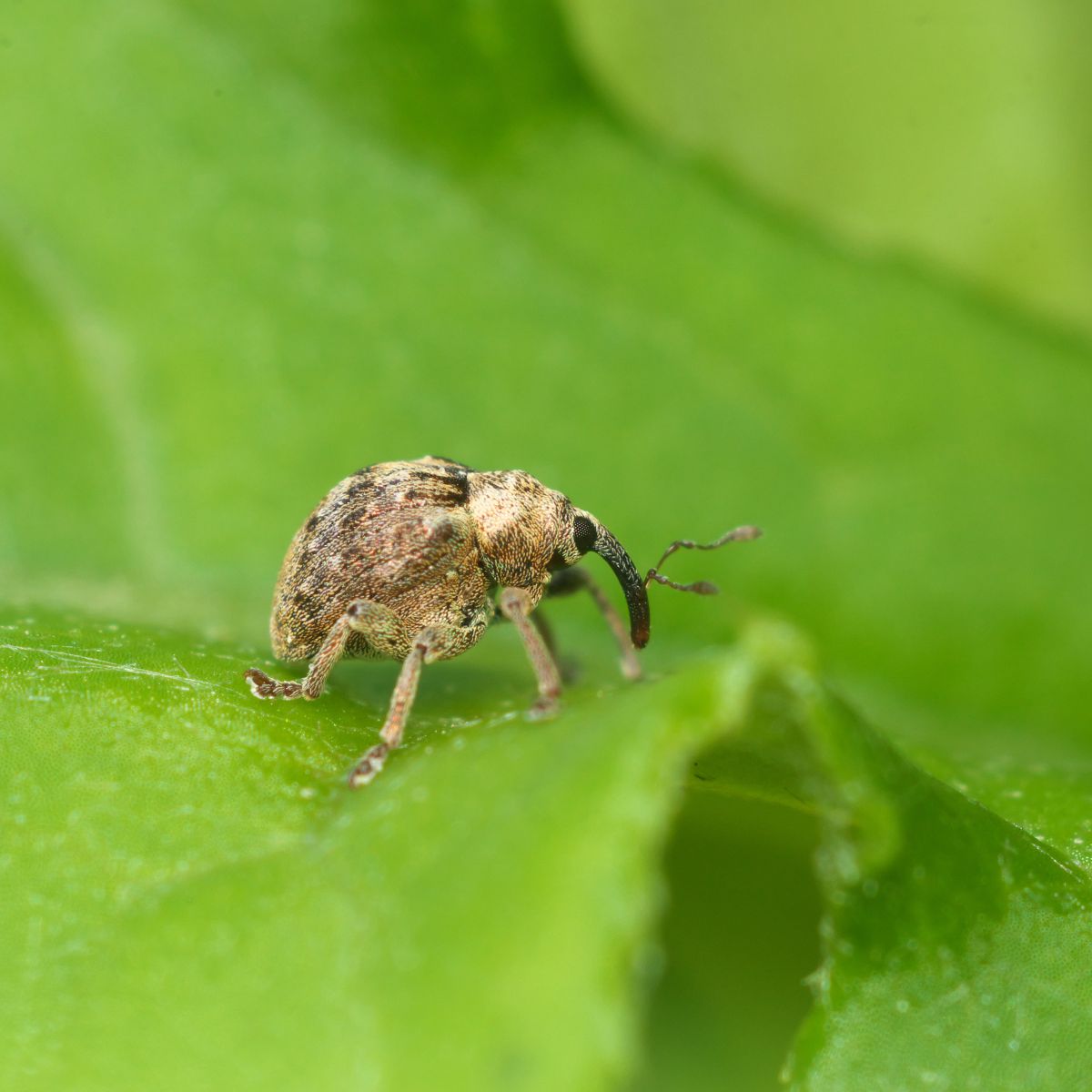 フィジー産　ゾウムシ　16mm フィジー産 ゾウムシ 16mm 【公式通販】