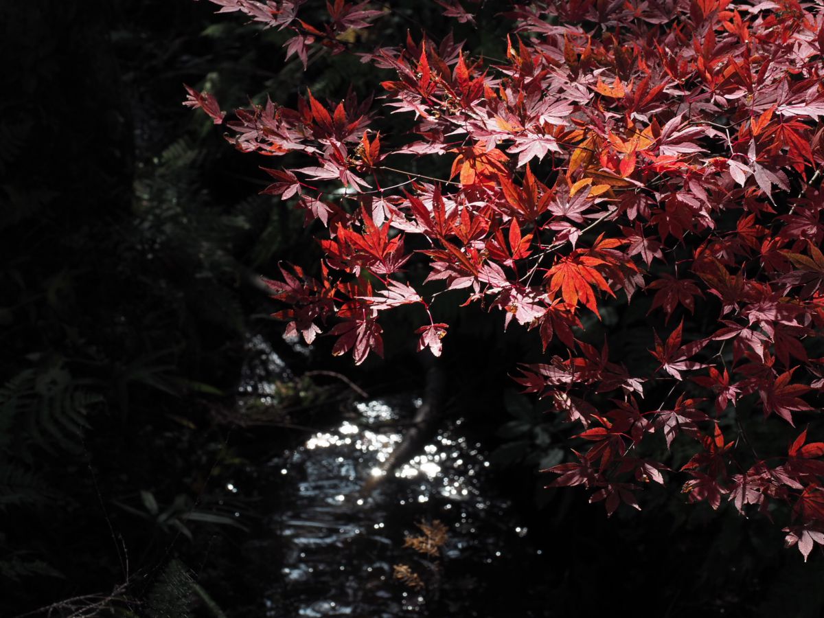 雨の後の紅葉 自然 風景 森林 Ganref