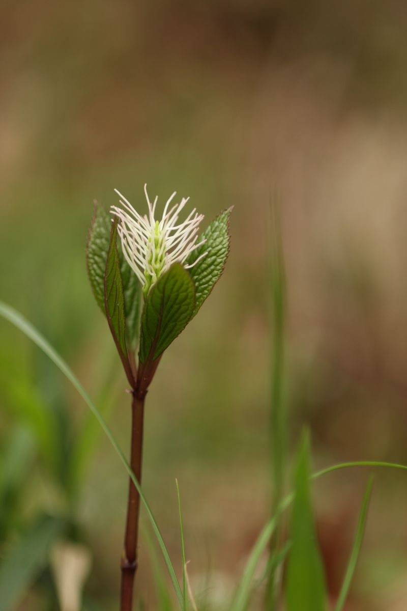 すべての花の画像 50 素晴らしいヒトリシズカ 花