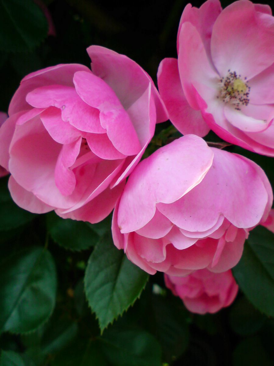 Pink Rose | GANREF