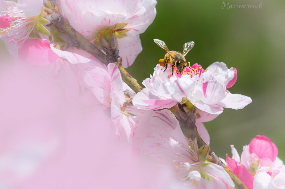 はなももです！ 花桃が好き | GANREF