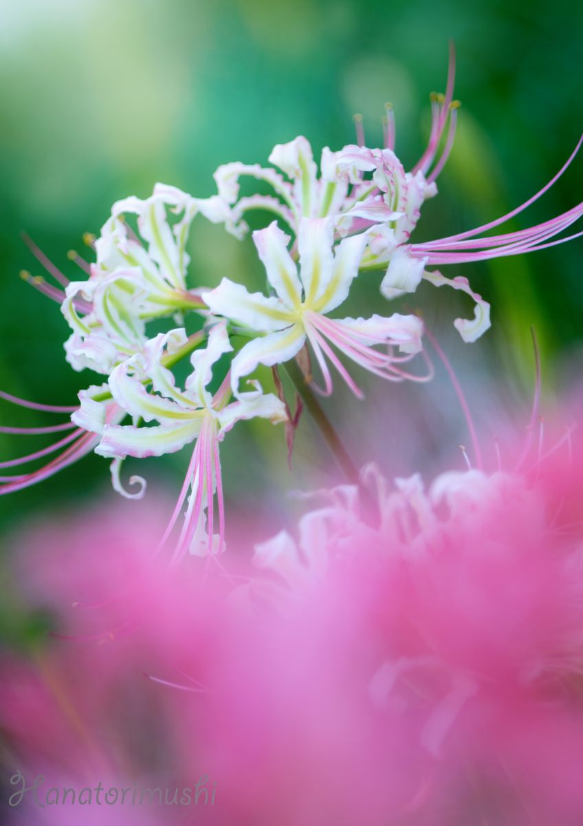 天上の花 a8317786f0d30e4d08931b455691bd