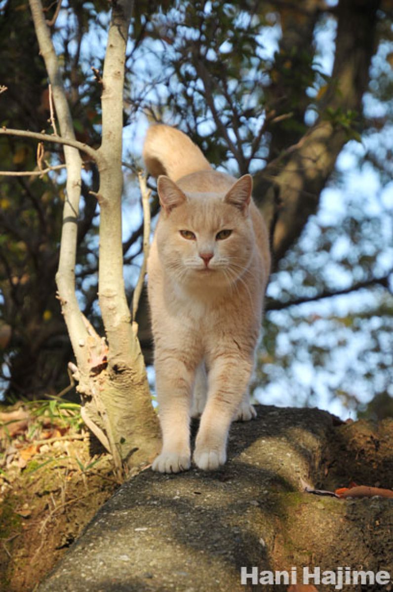 ミルクティーネコページ 木漏れ日のミルクティー猫 | GANREF