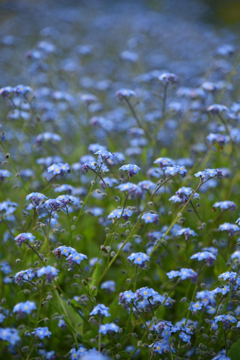 Blue | GANREF