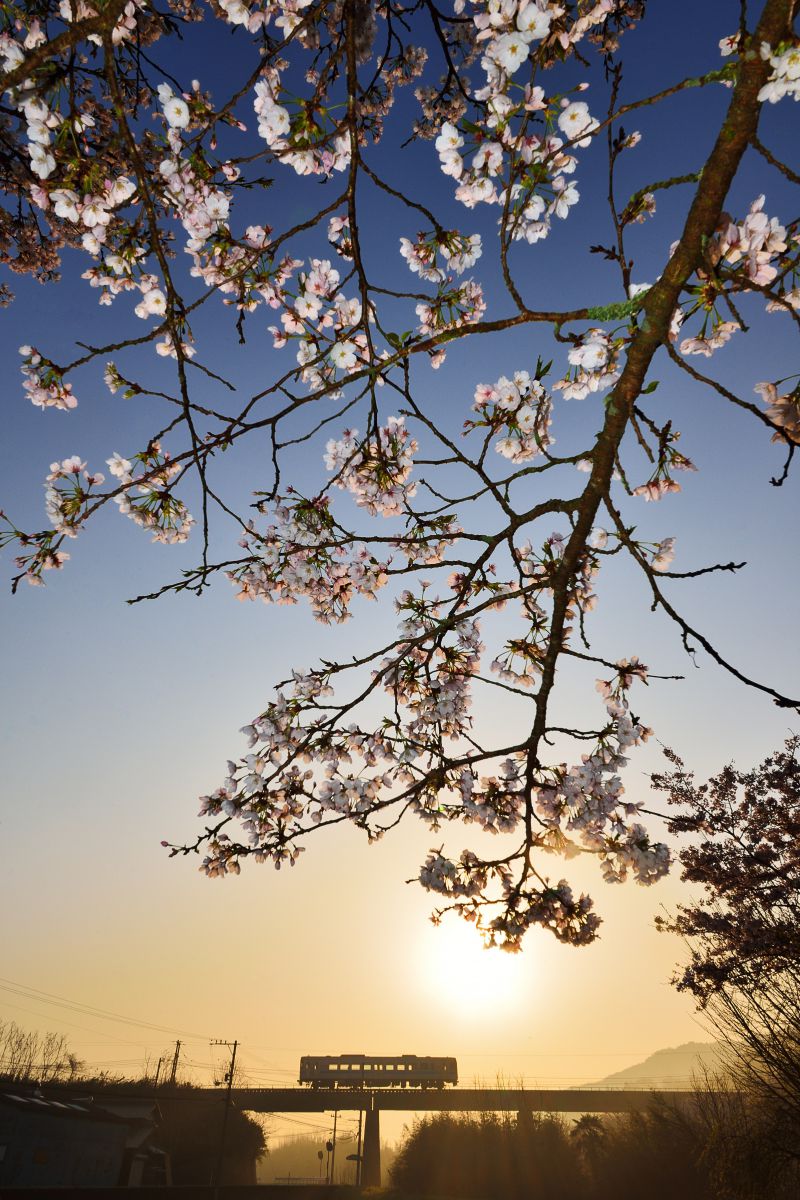桜咲く春の朝 | GANREF 桜咲く春の朝 | GANREF