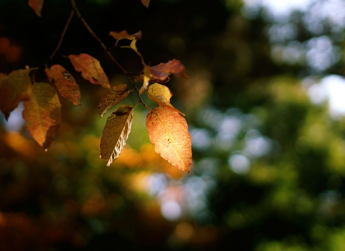 Leaf Lantern | GANREF