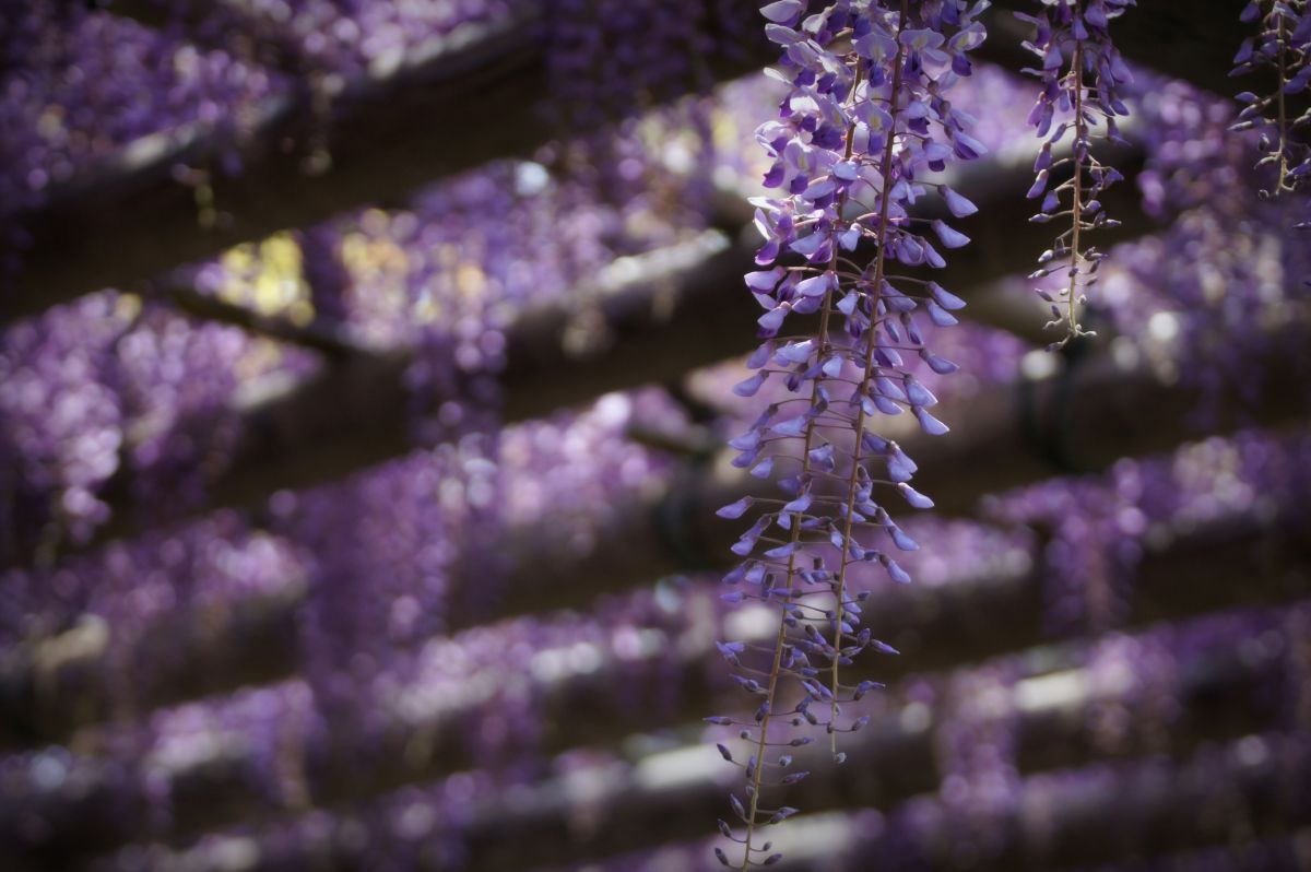 purple shower | GANREF