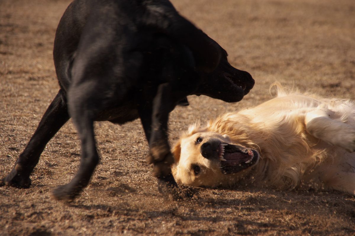 ジャレル。 GANREF