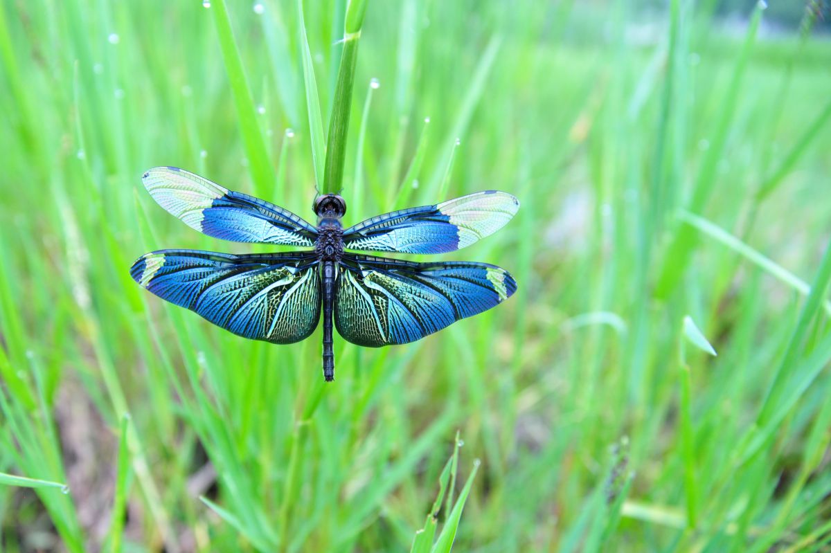 波と蝶 ネプチュニアン オートマティック - 80120-3VM-NIN｜エドックス